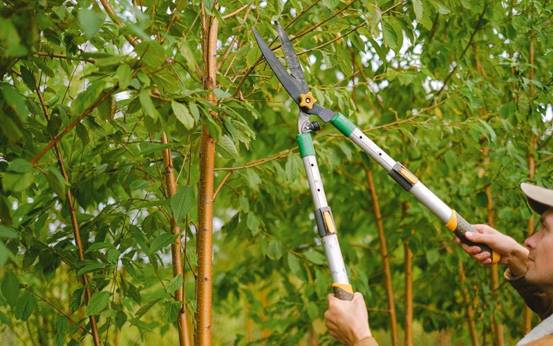 Tree trimming in Toomsboro, GA